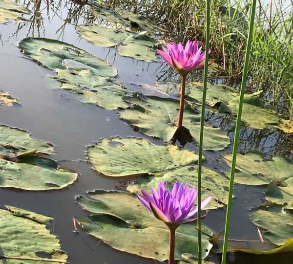 Hoi An Cam Kim Island Cycling Tour